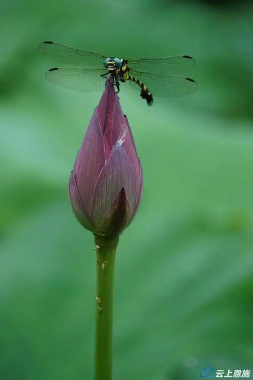 咸丰县落马滩:荷花·蜻蜓
