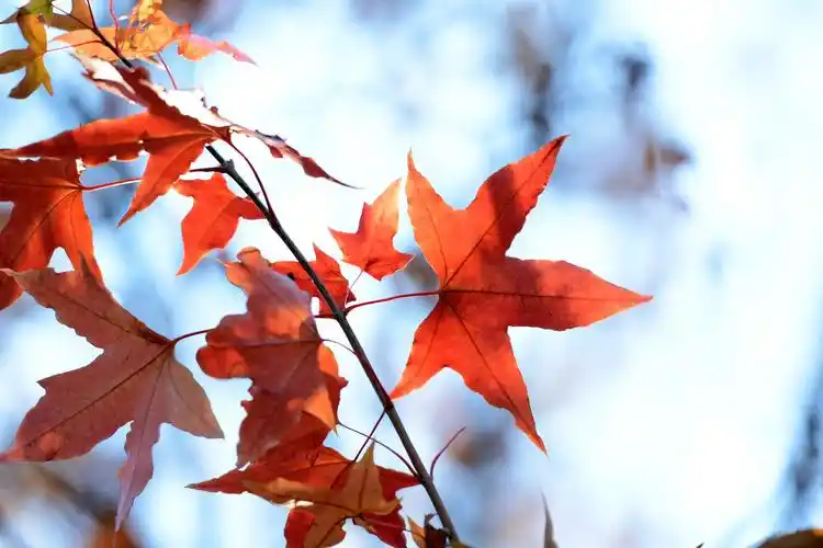 枫叶图片绿叶树叶叶子枫叶枫树