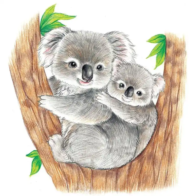 绘画要点: 1.树袋熊的鼻子和耳朵很有特点,要注意这些细节的刻画. 2.