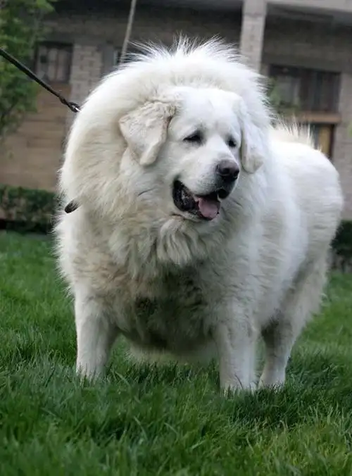 纯种藏獒绝无仅有欢迎转载