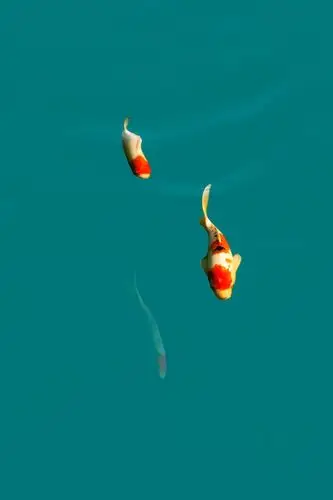 你追我赶西溪湿地公园的几条锦鲤