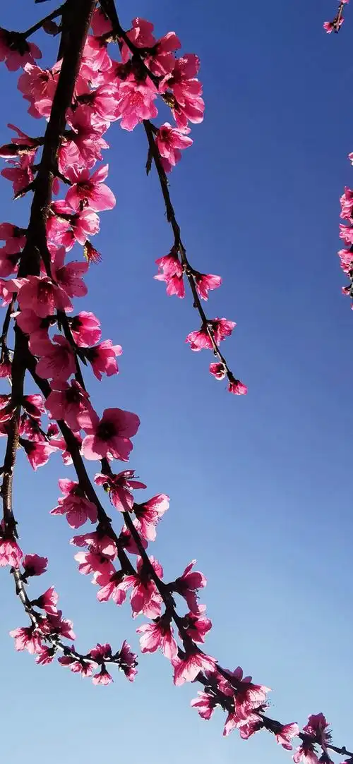 桃花三月唯美绝伦