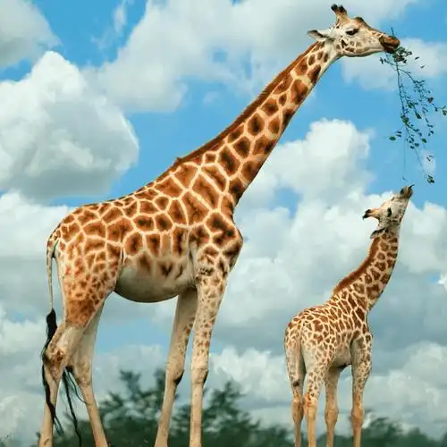 图片[4]-世界十大神奇的动物(世界十大动物之最排行榜)-萌草酱