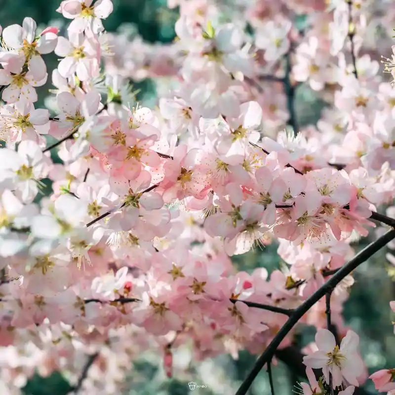 入春拍的桃花#摄影日记 #治愈#创作灵感 @图文小助手 # - 抖音