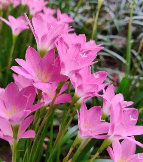 奇葩的催花方式:淋雨,越淋雨越开花!