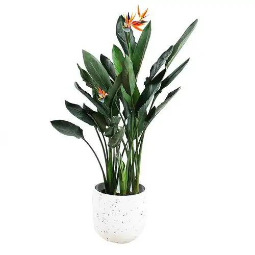 天堂鸟开花绿植北欧大中型植物鹤望兰室内外盆栽全国大型绿植