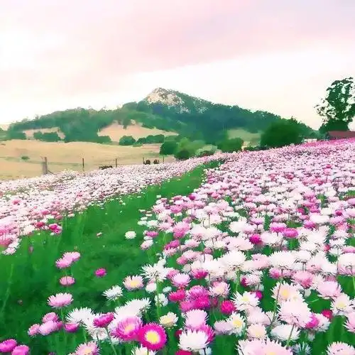 头像漂亮山水花草风景图片