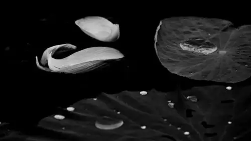 黑白荷韵意境悠远