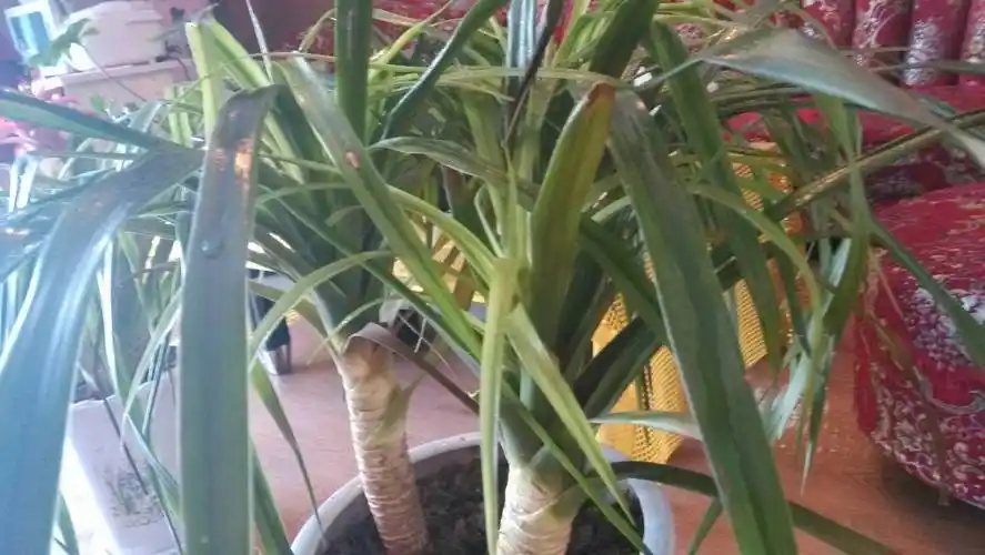 龙须兰怎么养才长得好