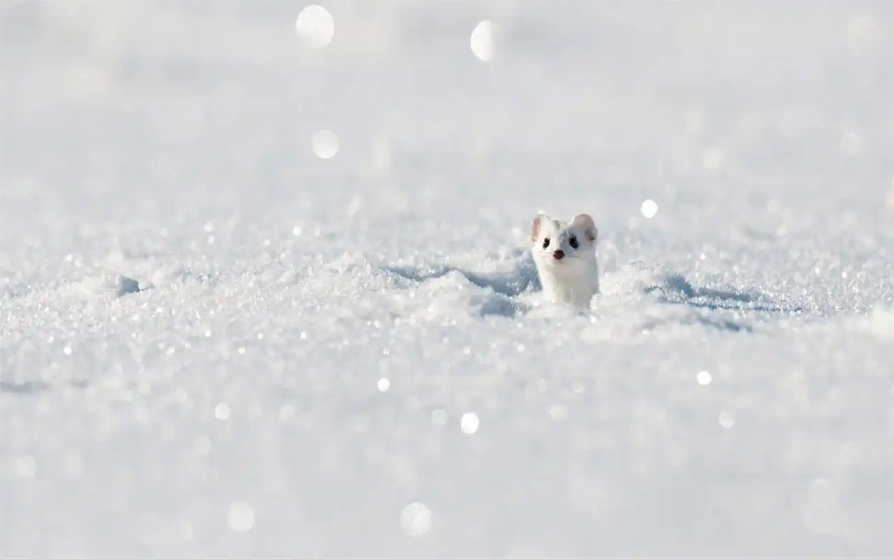精选动物主题桌面壁纸高清摄影图片大全(一)