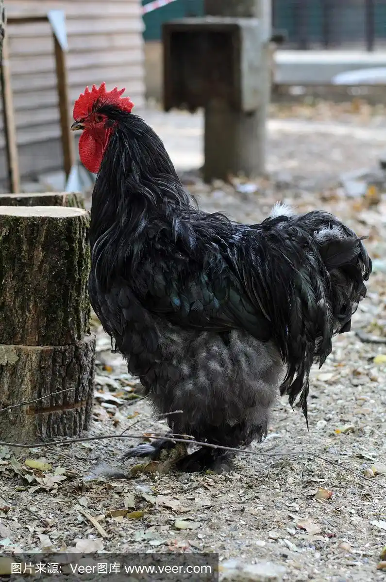 黑色的公鸡