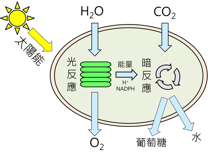 听说月壤不能种菜别急它还可以进行地外光合作用ggview