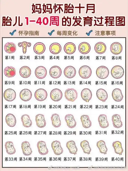 胎儿1-40周发育过程彩色3d图 孕妈注意事项!__财经头条