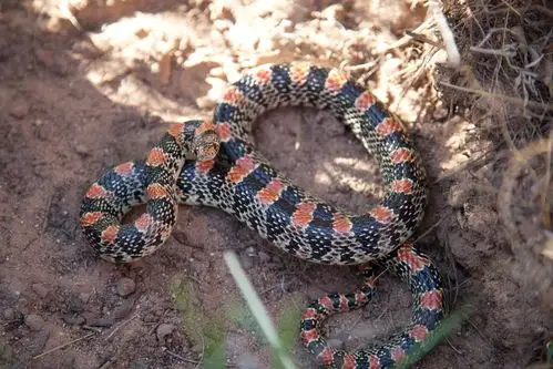 长, 鼻子, 蛇, 夜间, 居民, 干燥, 草原, 沙漠