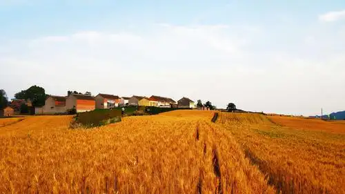 被金黄色麦田包围的碾槽洼村