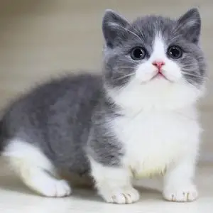 上海本地猫舍出售纯种英短蓝白猫英国短毛猫蓝白折耳猫咪幼猫活体