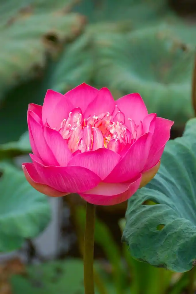 粉红色的美丽莲花.佛教宗教象征.