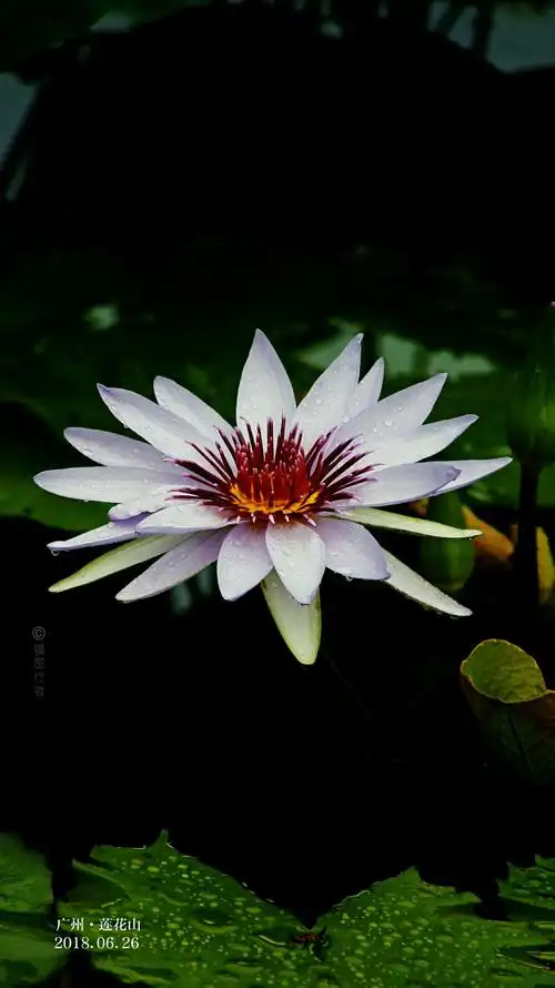 当荷花随风起舞时候,是谁在动?——莲花山的荷花展