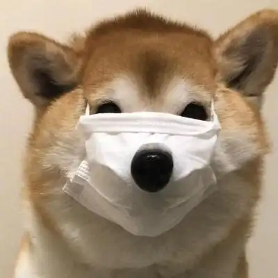 治愈系微笑萌宠头像男女都能用_动物头像_美头网