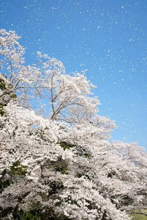 错过了东京毂下的樱花没紧要北海道的樱花还在等你