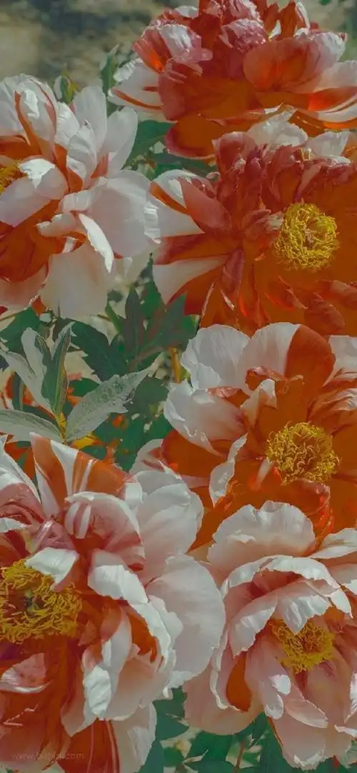 花朵手机漂亮鲜艳的壁纸