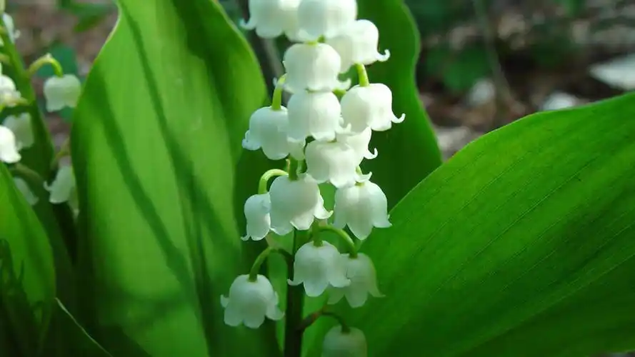 首页 桌面壁纸 植物壁纸 精选纯白的铃兰花绿色护眼植物壁纸高清图片