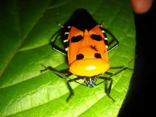 福冈将举办昆虫标本展人面蝽将亮相