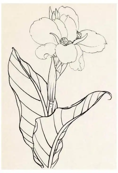 白描的底稿来源于写生,这里的写生仅指铅笔写生,因铅笔写生容易刻画入