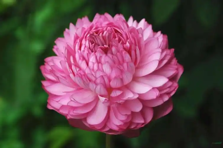 中国千瓣莲首次在印度盛开 央视4套报道竟然是错误的