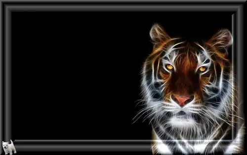 框架,老虎,黑色的背景高清原图下载,框架,老虎,黑色的背景,图片,壁纸