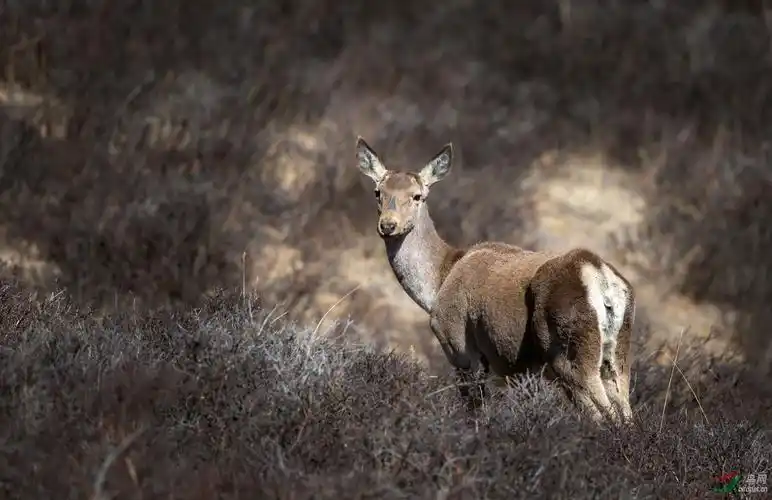 我与马鹿的对视