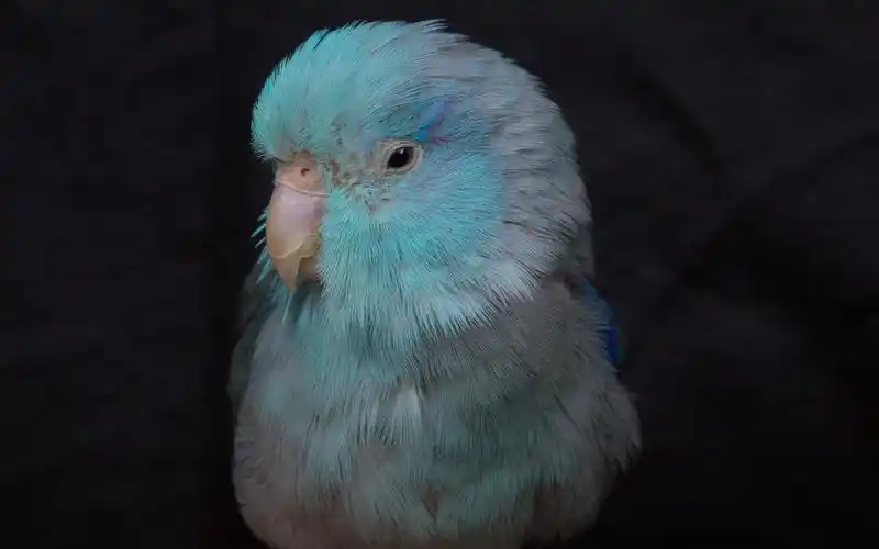 搬运饲养太平洋鹦鹉的十大注意事项