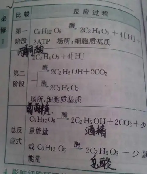 求植物有氧呼吸反应式