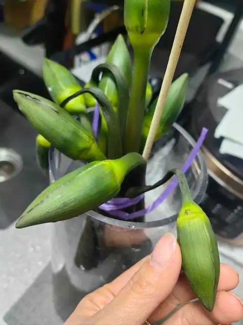 还没来得及…这睡莲就躺板板了[抓狂]…赶紧的,又是7015根茎,又是