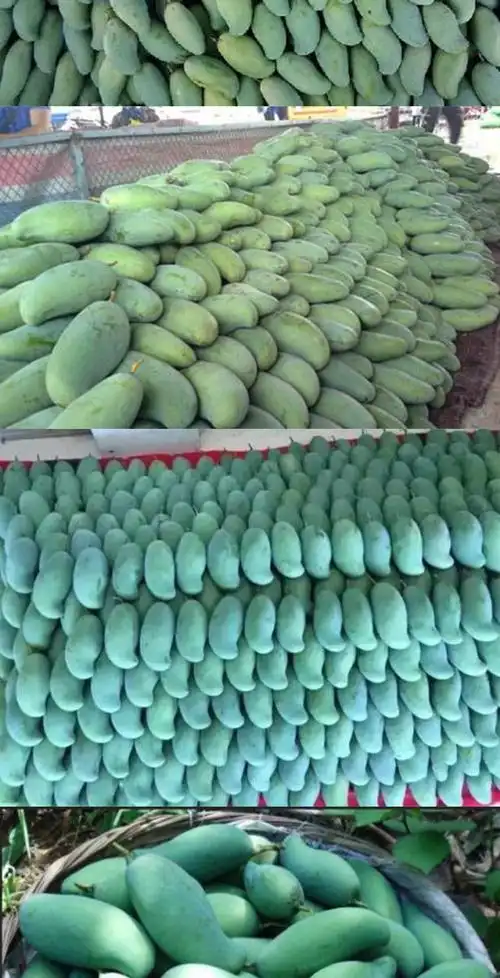 厂家直销新鲜芒果当季超甜汁多桂七芒果【新店促销5000盒】,批发价格