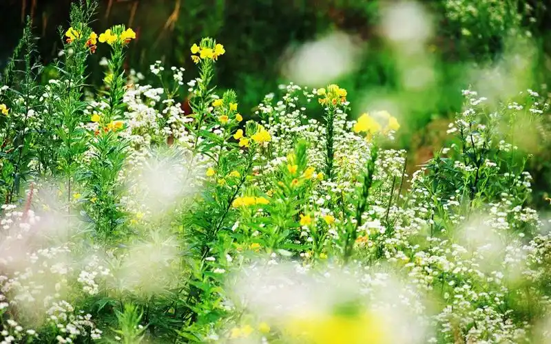 唯美满天星花卉摄影图片桌面壁纸