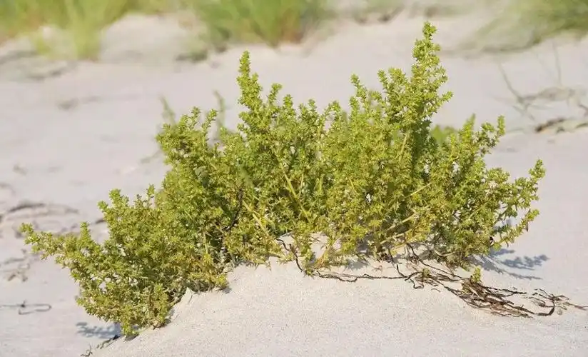 沙漠里其貌不扬的草竟然能被称为"米"!_沙蓬