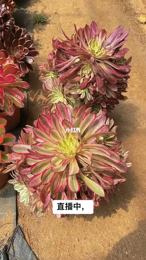 仙墨淡粉色法师锦