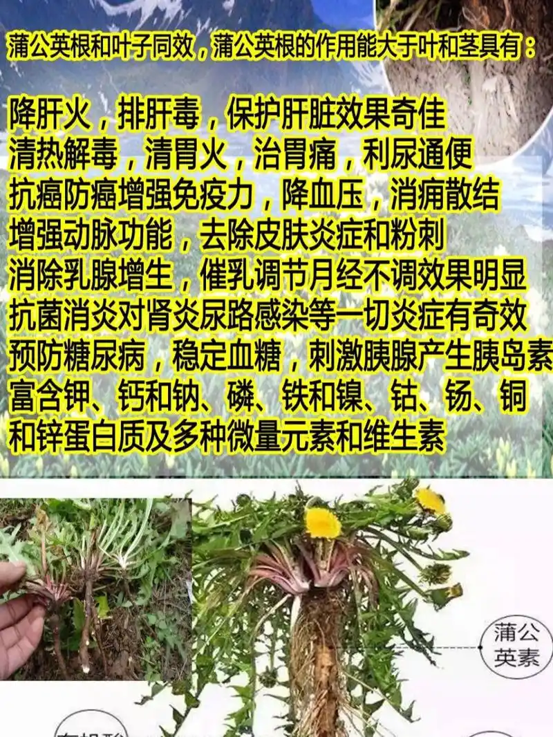 蒲公英根的功效和作用 蒲公英根的作用和功效 蒲公英根和叶子同效