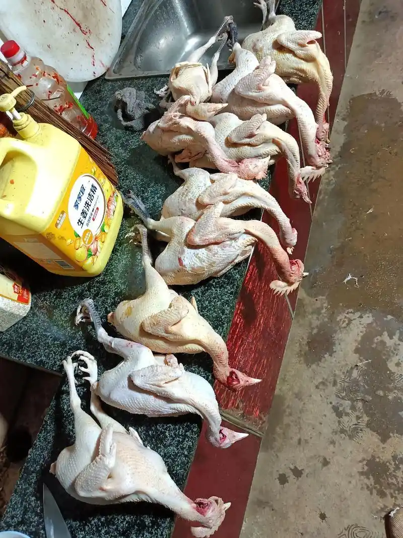 手工拔毛,碰到换毛的老母鸡简直怀疑人生.#杀鸡 #带蛋老母鸡 - 抖音