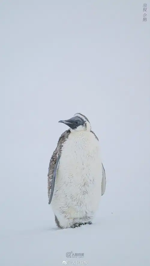 一组#南极企鹅特写壁纸#,送给爱极地,爱动物的你.#南极眼#(裴文悦)