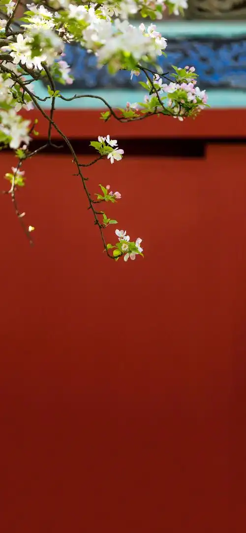 图片枝头鲜花盛开故宫红墙苹果手机高清壁纸1125x2436爱思助手在
