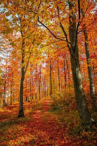秋天枫树林美景图片