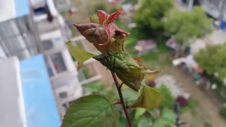 请问我家红梅该怎么医治?