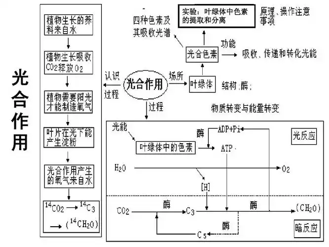 高三生物光合作用复习ppt课件答案