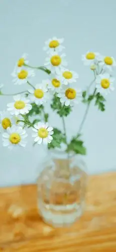 小清新雏菊植物手机壁纸