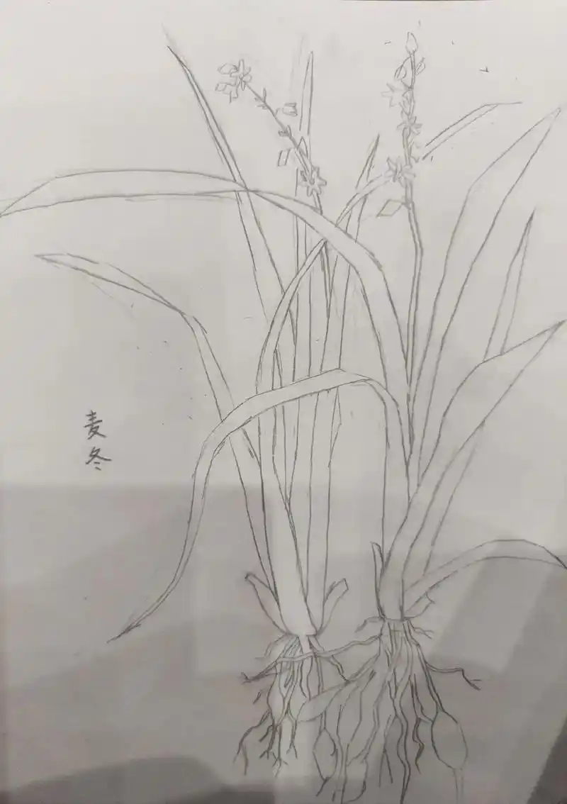 手绘中草药麦冬