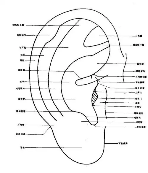 耳郭解剖(正面).jpg