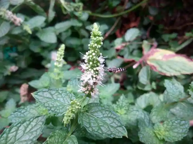 p>皱叶留兰香(学名: i>mentha crispata /i> schrader ex willd.