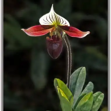 珍贵兜兰～紫纹兜